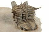 Tower Eyed Erbenochile Trilobite - Foum Zguid, Morocco #194221-2